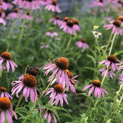 #3. Echinacea Extrakt